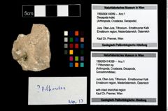 Foto (Objekt + Etikett) von ? Pithonoton sp.  (NHMW-GEO-1990-0041-4399)